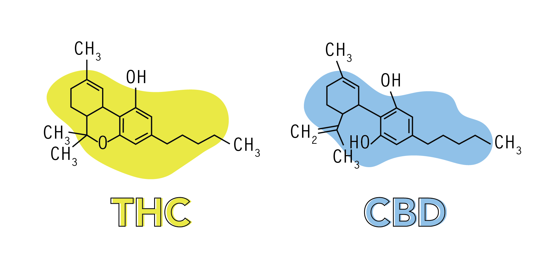 Cannabis explained (Graphic 2)